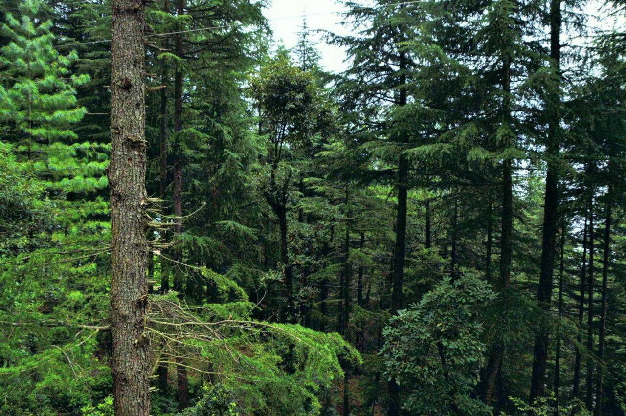Junglaat Stays & Experiences Dharamsala Exteriér fotografie